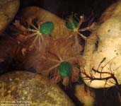 Aldrovanda vesiculosa Turionen