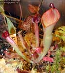 Heliamphora heterodoxa