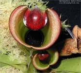 Heliamphora heterodoxa