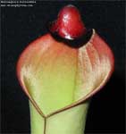 Heliamphora heterodoxa
