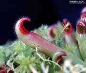 Heliamphora hispida