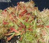 Heliamphora hispida