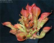 Heliamphora ionasii