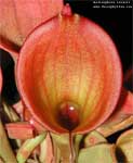 Heliamphora ionasii