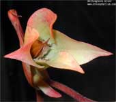 Heliamphora minor
