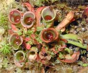 Heliamphora minor