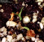 Heliamphora minor