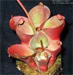 Heliamphora minor