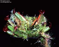 Heliamphora nutans