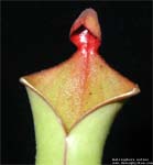 Heliamphora        nutans