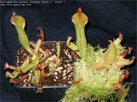 Heliamphora nutans