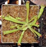 Heliamphora spec. Ilu Tepui