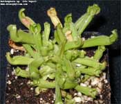 Heliamphora       spec. Ilu Tepui