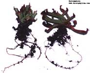 Heliamphora        roots
