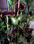 Nepenthes lowii