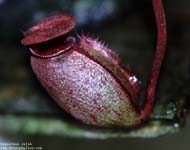 Nepenthes rajah