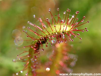 Droseraintermedia01.jpg