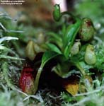 Nepenthes aristolochioides