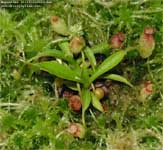 Nepenthes aristolochioides