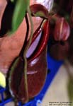 Nepenthes gymnamphora