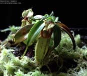 Nepenthes hamata