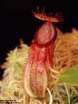 Nepenthes         hamata