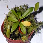 Nepenthes inermis