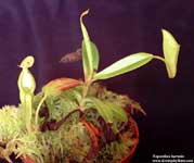 Nepenthes inermis