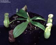 Nepenthes khasiana