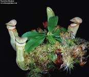 Nepenthes khasiana