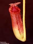 Nepenthes lowii