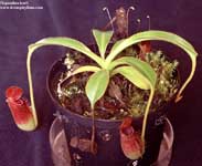 Nepenthes lowii