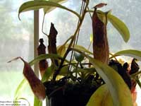 Nepenthes maxima