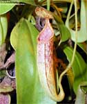 Nepenthes maxima