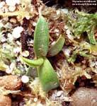 Nepenthes murudensis