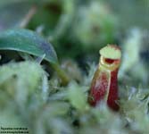 Nepenthes murudensis