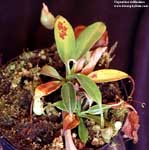 Nepenths rafflesiana