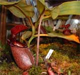 Nepenthes rajah