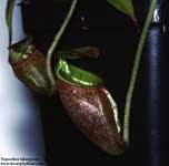 Nepenthes talangensis