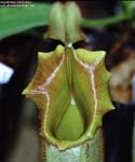 Nepenthes veitchii