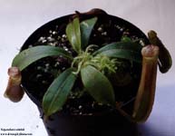 Nepenthes veitchii