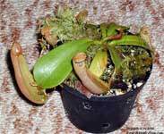 Nepenthes veitchii