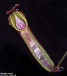 Nepenthes veitchii