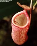 Nepenths rafflesiana