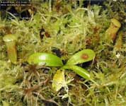 Nepenthes villosa