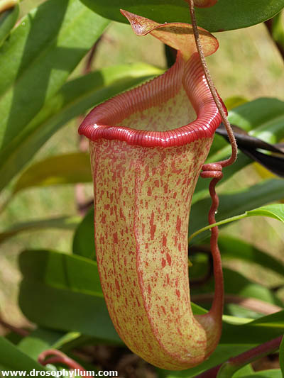 nepentesventrinermis02f.jpg