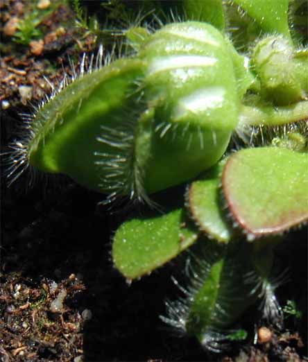 Weißer Flaum - Krankheiten und Schädlinge - Gesellschaft für