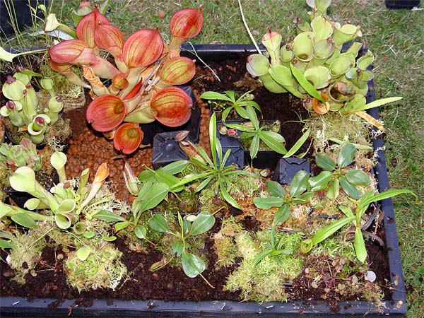terrarium20forum.jpg